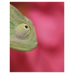 chameleon customized letterhead