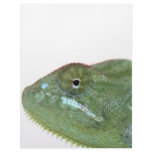 chameleon customized letterhead