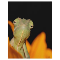 chameleon custom letterhead