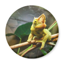 Chameleon magnets