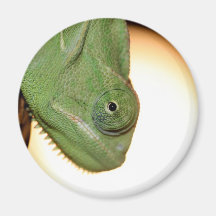 chameleon magnet