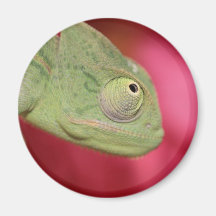 chameleon magnets