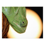 chameleon personalized announcement