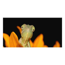 chameleon customized photo card