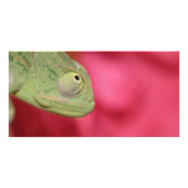 chameleon custom photo card