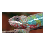 chameleon picture card