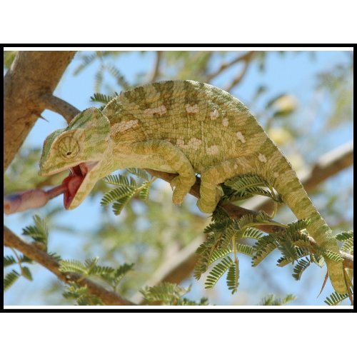 Chameleon stamp