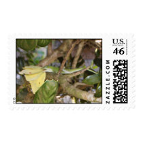 Chameleon postage