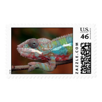 chameleon postage stamp