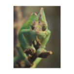 Chameleon Post Card