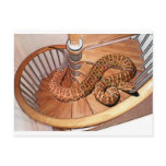 CHAMELEON POSTCARD