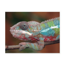 chameleon postcards