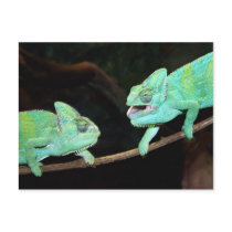 Chameleon Postcard