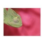 chameleon postcards