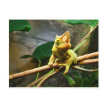 Chameleon Post Card
