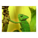 chameleon posters