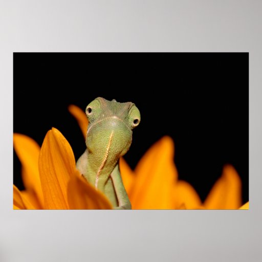 chameleon poster
