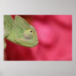 chameleon print