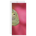 chameleon rack card