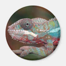 chameleon refrigerator magnet
