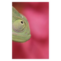 chameleon stationery design