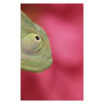 chameleon stationery design