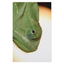 chameleon stationery