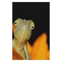 chameleon customized stationery
