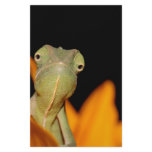 chameleon customized stationery