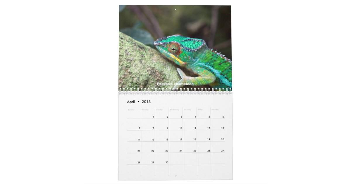 Chameleons of Madagascar Calendar Zazzle