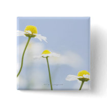 Chamomile Pinback Buttons