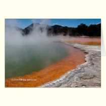 Champagne Pools cards
