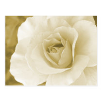 Champagne Rose Postcard postcards
