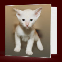 Champagne Tonkinese Kitten Binder binders
