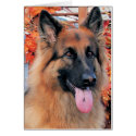 Chance - Long Haired German Shepard Photo-7 card