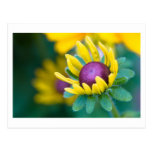 chance smitten postcards