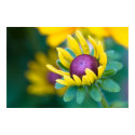 chance smitten posters by blacqbook chance smitten posters