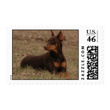 Chancee Mae  Postage Stamp Dobermans