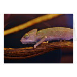 Changing Chameleon Cards