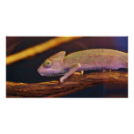 Changing Chameleon Photo Card