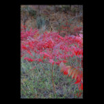 Changing Leaves Print posters