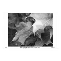 Changing Maple Leaves in the Sun in Grayscale posters by gkthursday Changing Maple Leaves in the Sun in Grayscale posters