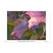 Changing Maple Leaves in the Sun posters by gkthursday Changing Maple Leaves in the Sun posters
