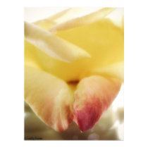 Changing Rose posters