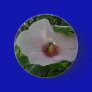 Chankanaab Hibiscus