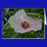 Chankanaab Hibiscus