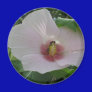 Chankanaab Hibiscus