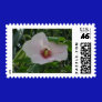 Chankanaab Hibiscus