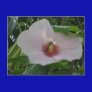 Chankanaab Hibiscus