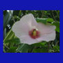 Chankanaab Hibiscus